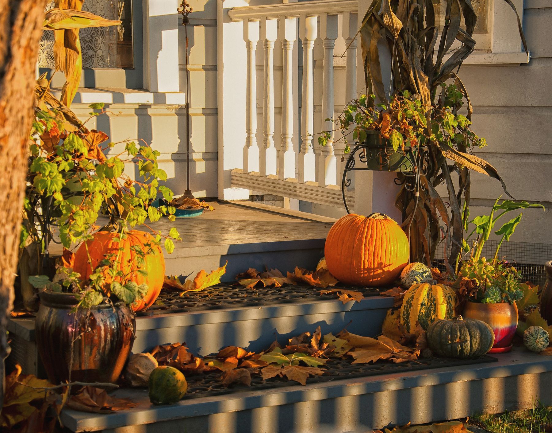 A front porch dressed for autumn with pumpkins, mums and dried corn stalks